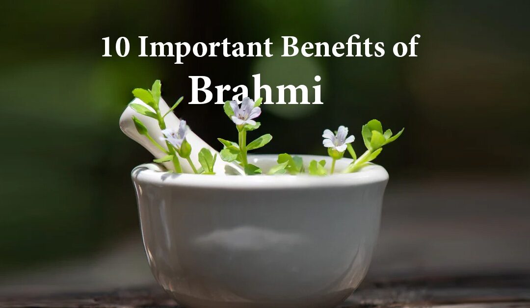 10 Important Benefits of Brahmi | Agni Ayurvedic Village