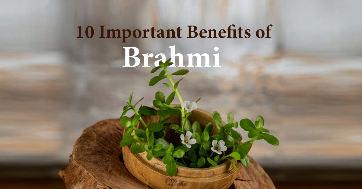 10 Important Benefits of Brahmi | Agni Ayurvedic Village